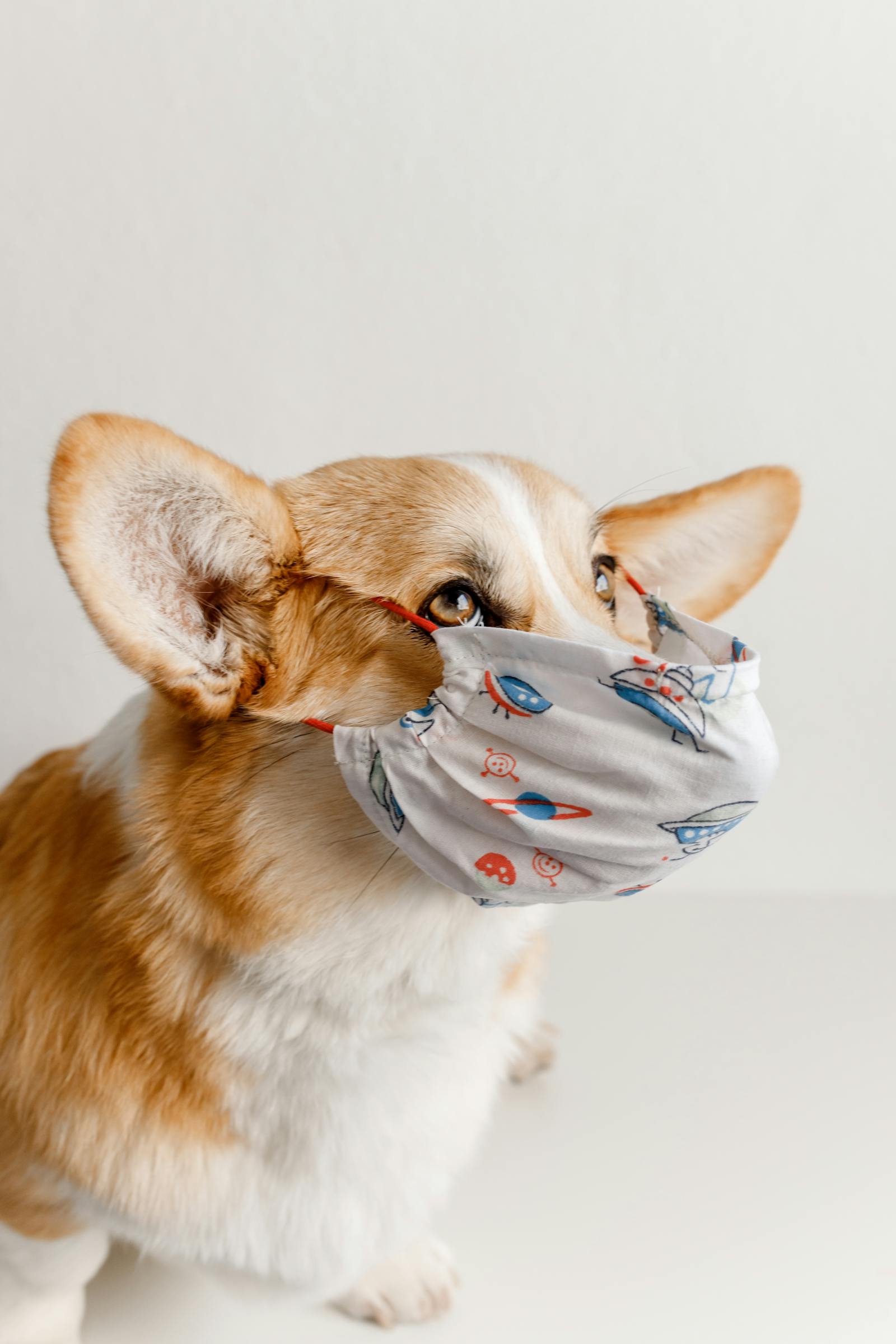 Family at home wrapping gifts together with their dog at Christmas