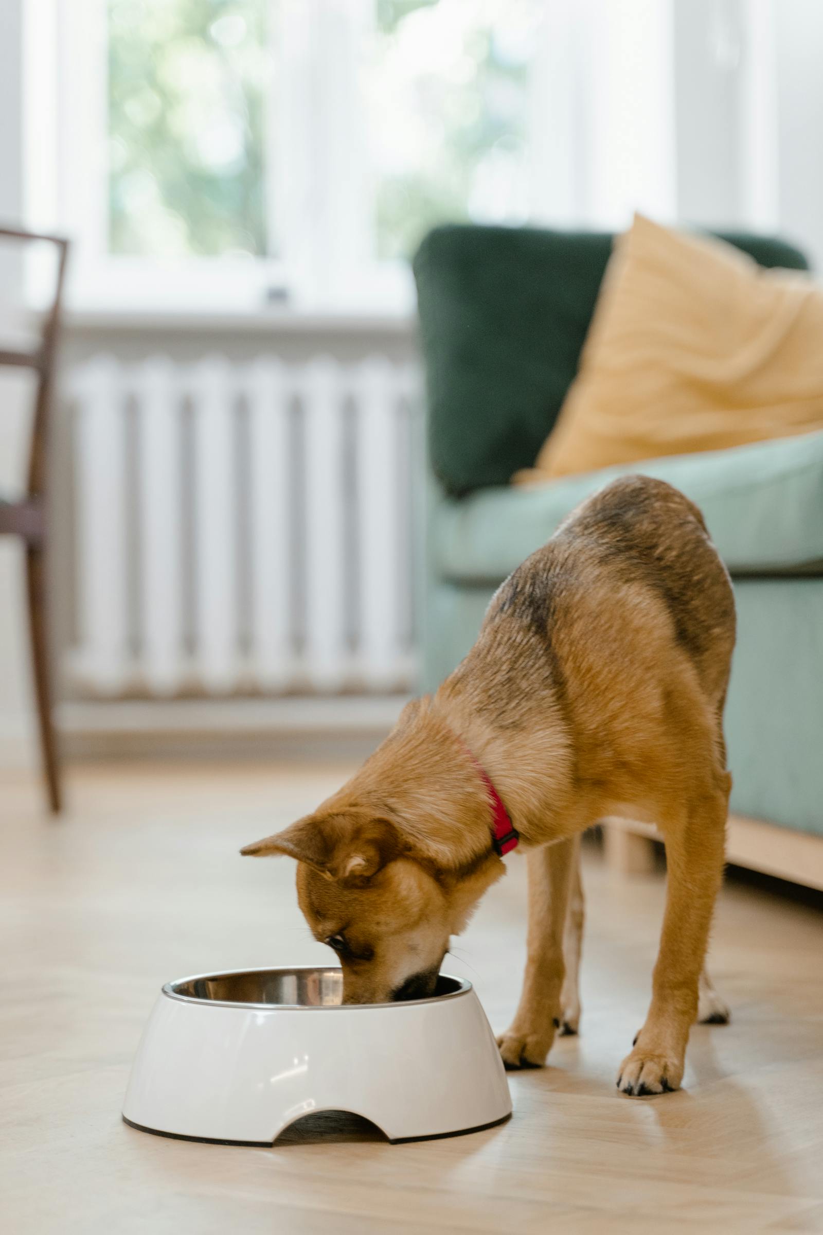 Happy dog enjoying a meal from its bowl on a sunny floor